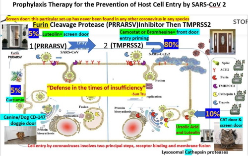 Prophylaxis Therapy for Prevention of Host Cell Entry by SARS-CoV 2